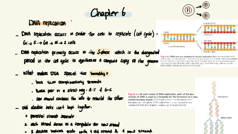 DNA Replication and Repair Mechanisms - Essential Cell Biology 6 ...