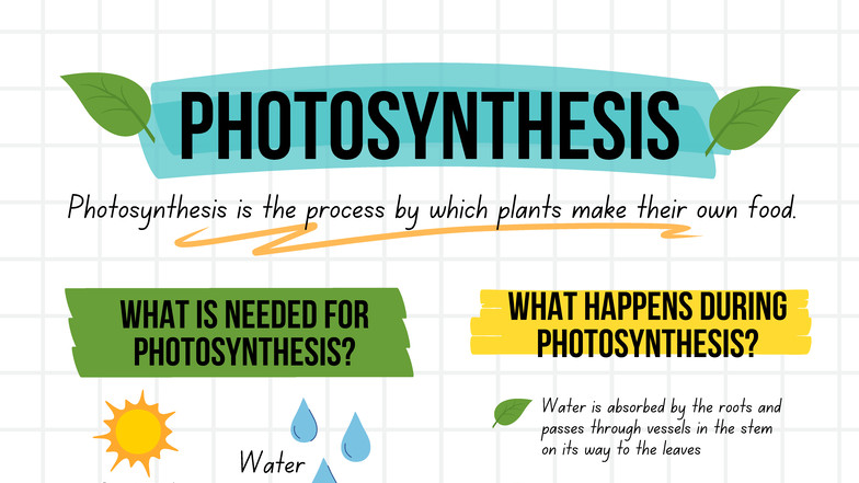 NS Photosynthesis: The Process of Plant Food Production - Studocu