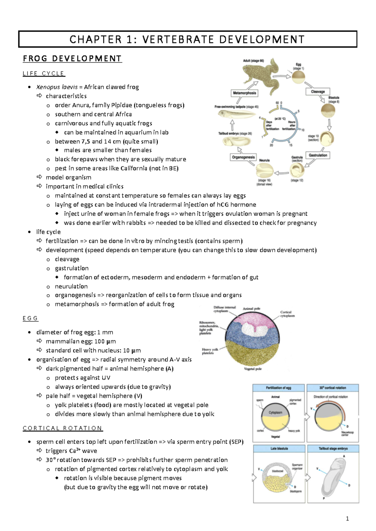 Chapter 1 overview of vertebrate development - C H A P T E R 1 : V E R ...