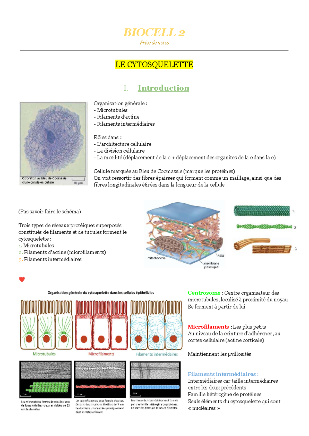 BIOCELL 2: Notes de Cours sur le Cytosquelette - Studocu
