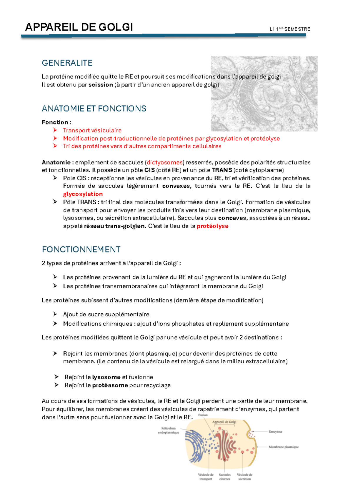 Appareil De Golgi R Sum Appareil De Golgi L Er Semestre Generalite La Prot Ine Modifi E