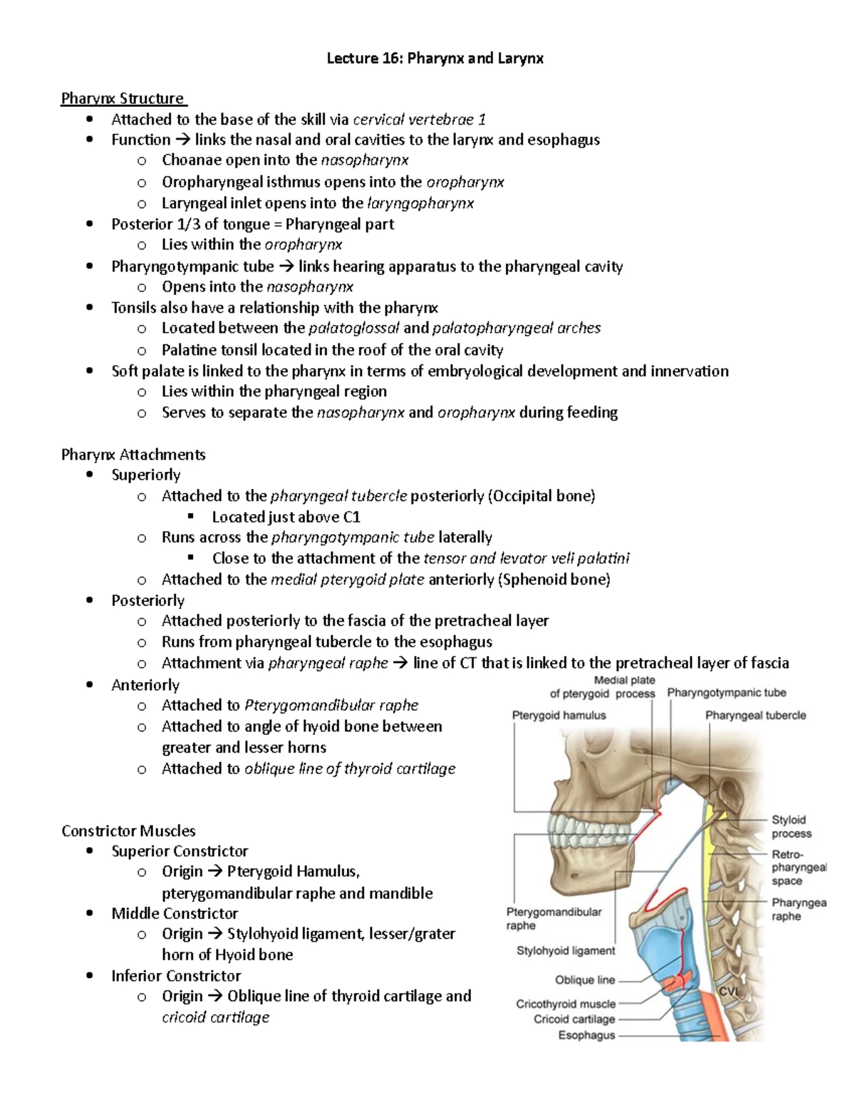 AN1006 - Lecture 7 - Cranial Nerves - Lecture 7: Overview of Cranial ...