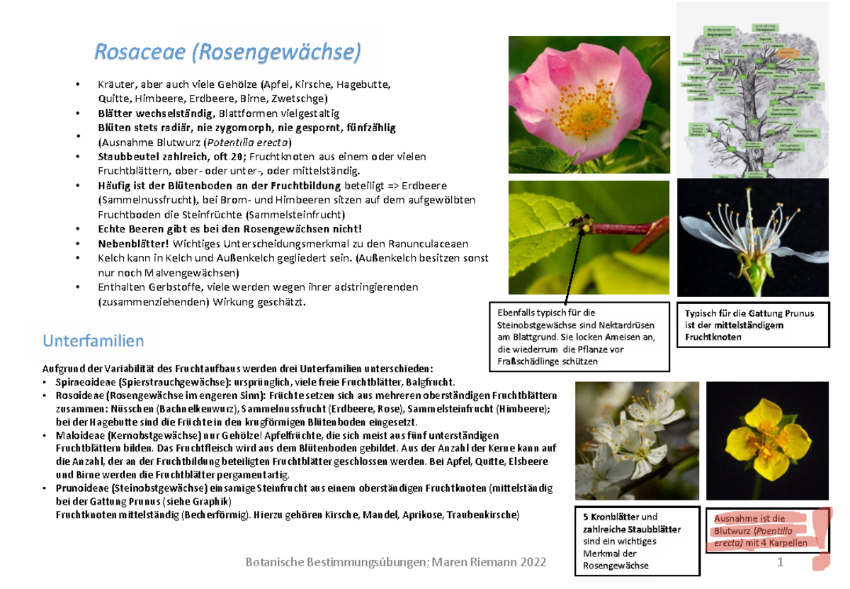 skript-zu-rosaceae-merkmale-und-unterfamilien-der-rosengew-chse-studocu
