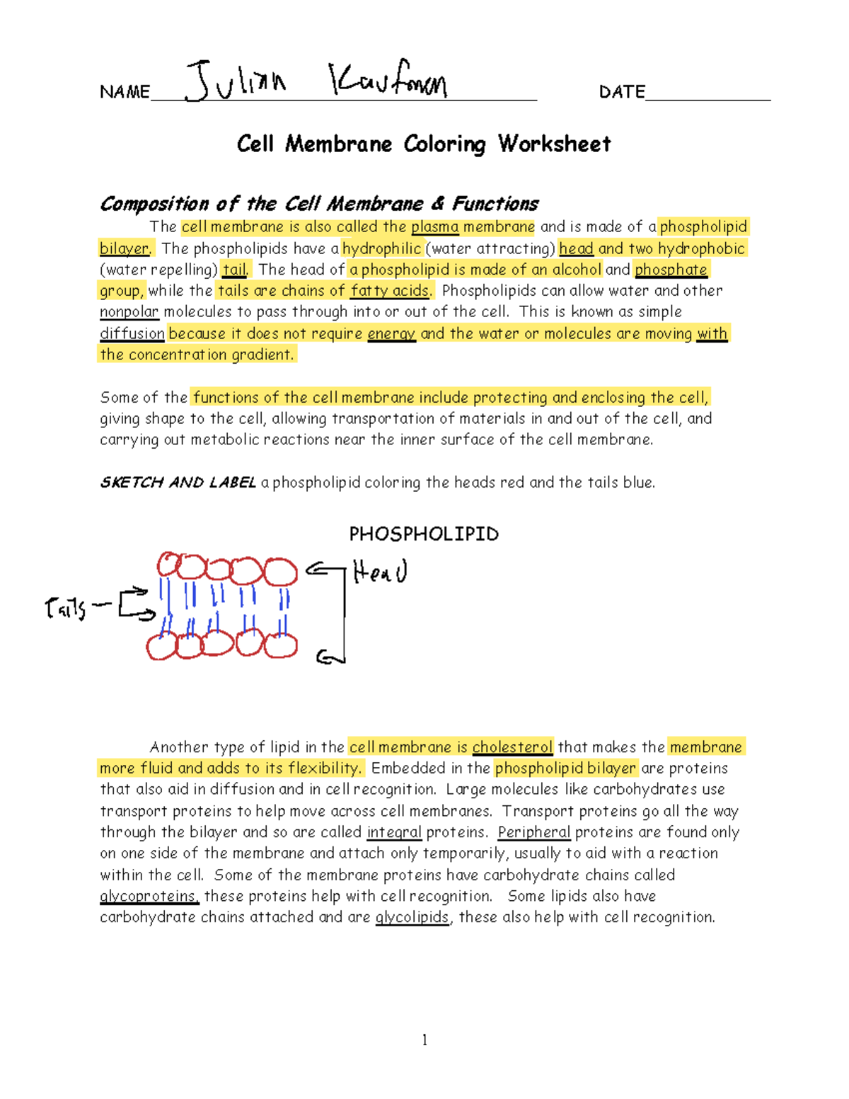 Cell Membrane Worksheet: Structure & Functions Overview - Studocu