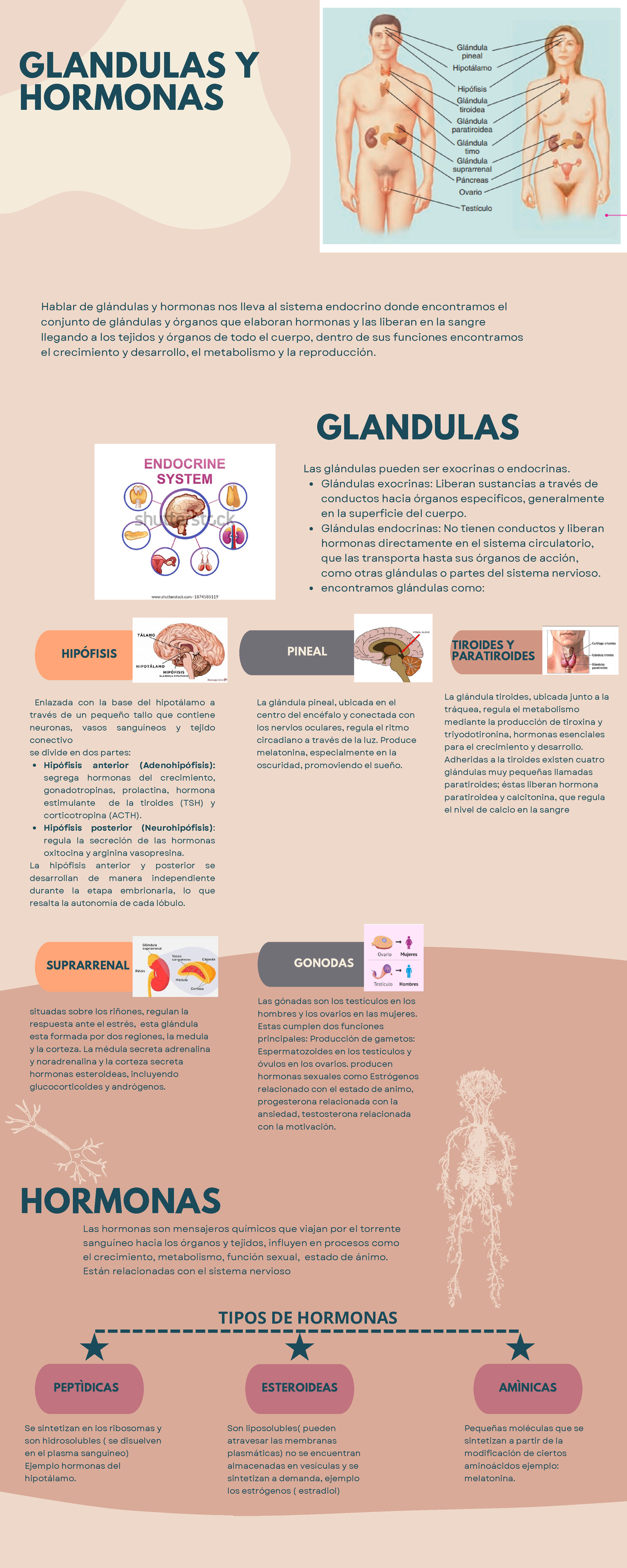 Infografía sobre Glándulas y Hormonas del Sistema Endocrino - Studocu