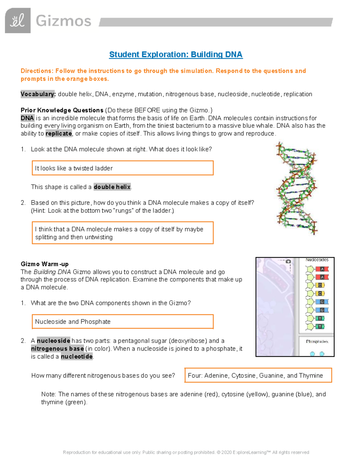 Building DNA Simulation Guide: Student Exploration - Studocu