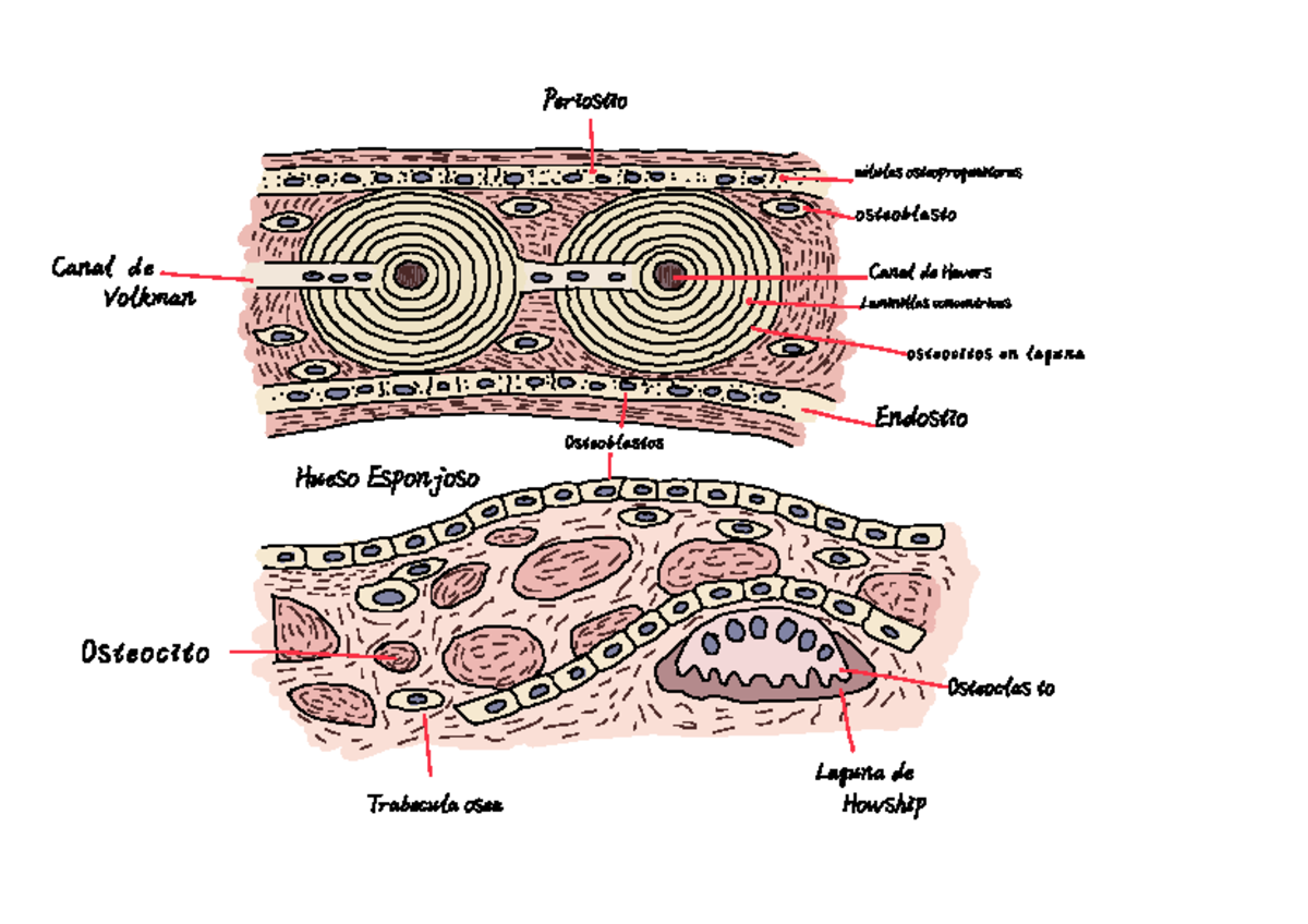 Histología - Tejido óseo y componentes de osificacion - Histología ...