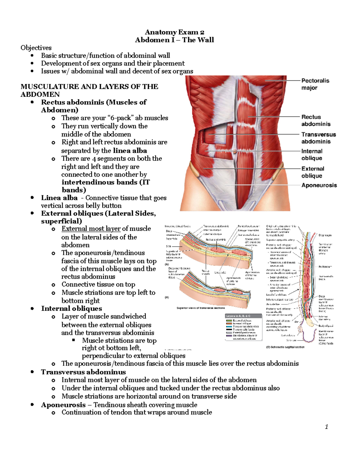 Anatomy Exam 2 Notes: Abdomen I - Structure and Function Overview - Studocu, image size:1200x1553