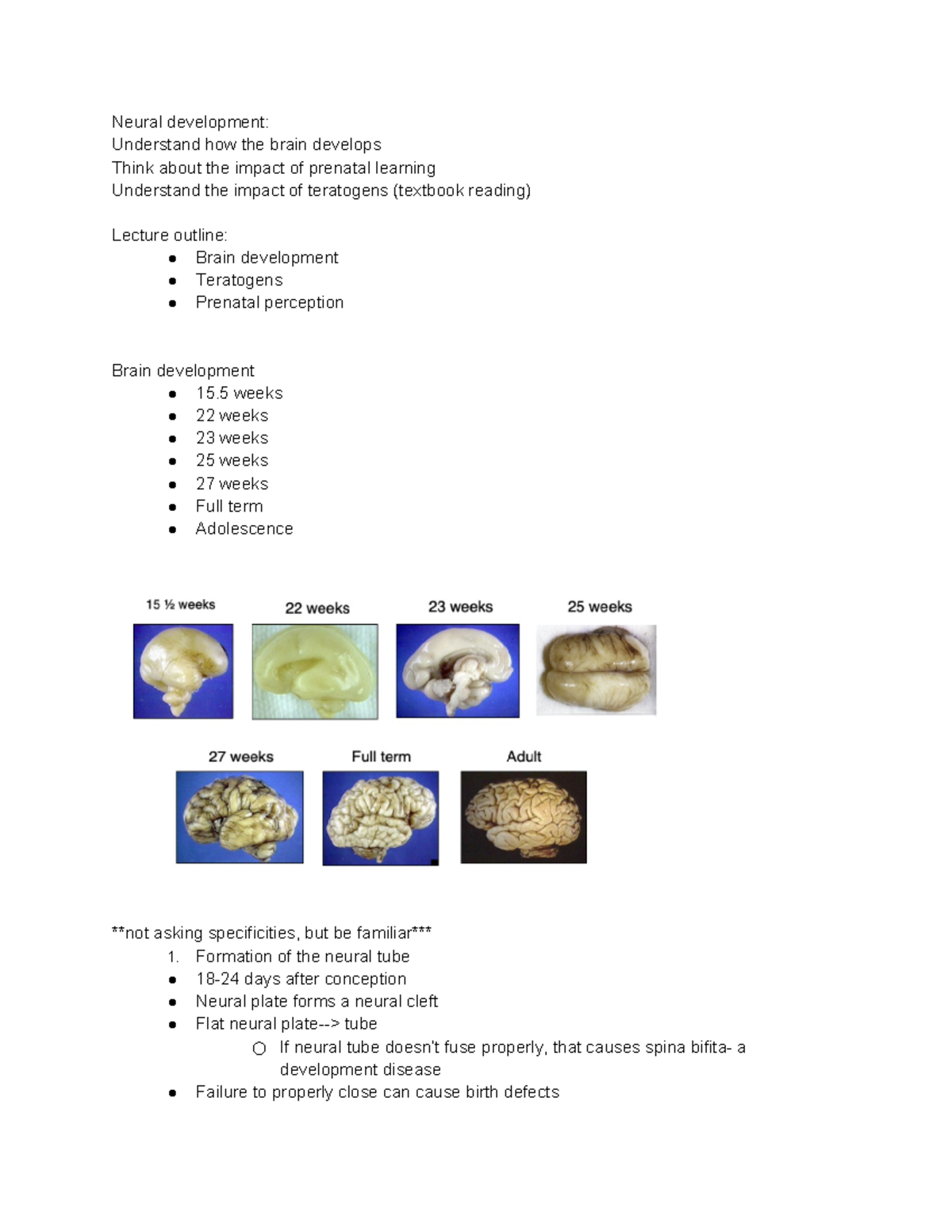 Child development - Neural development: Understand how the brain ...