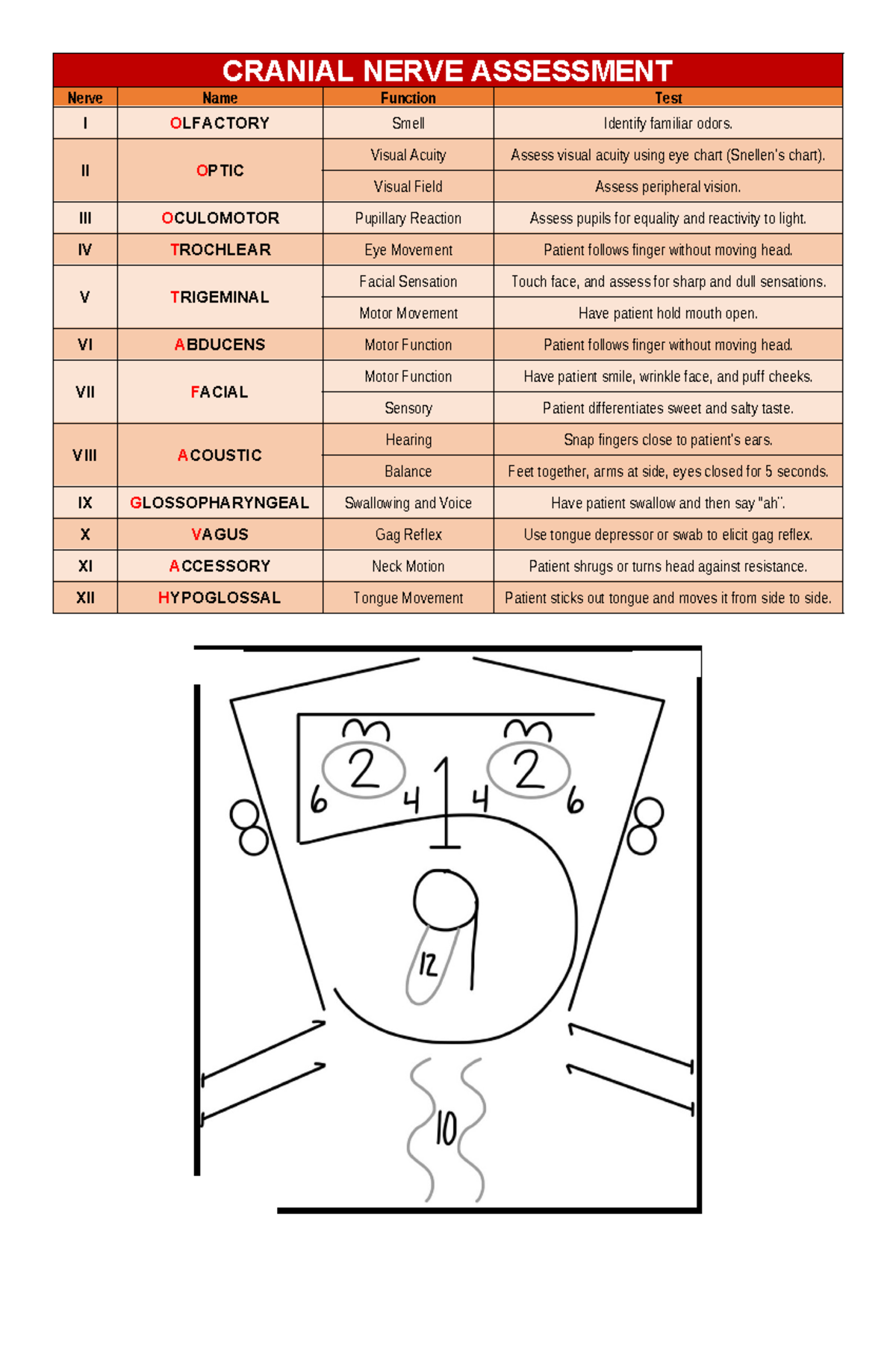 Cranial Nerve Assessment: Functions and Tests Overview - Studocu