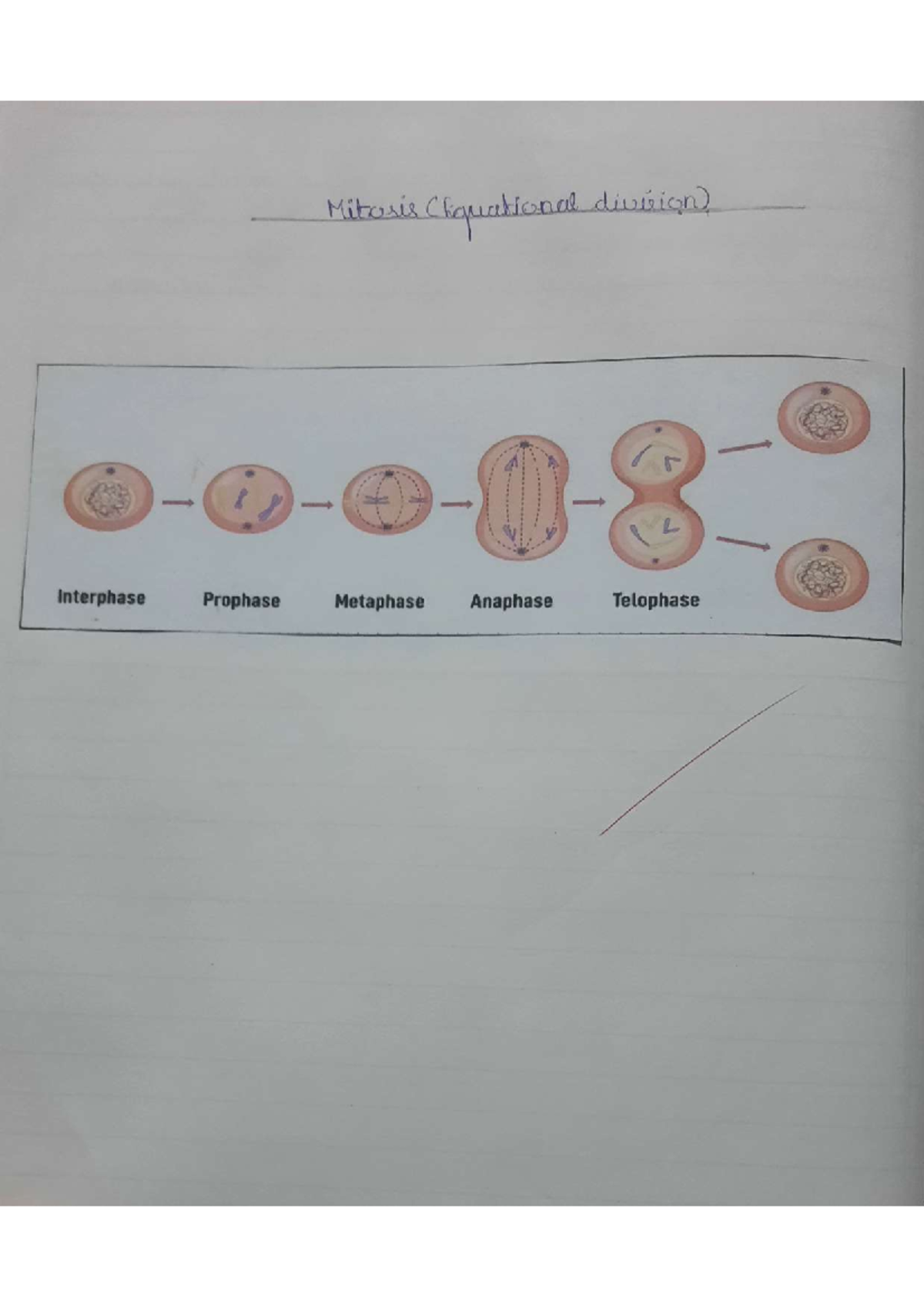 Physiology Exp 4: Mitosis & Meiosis Study Notes for Exam - Studocu