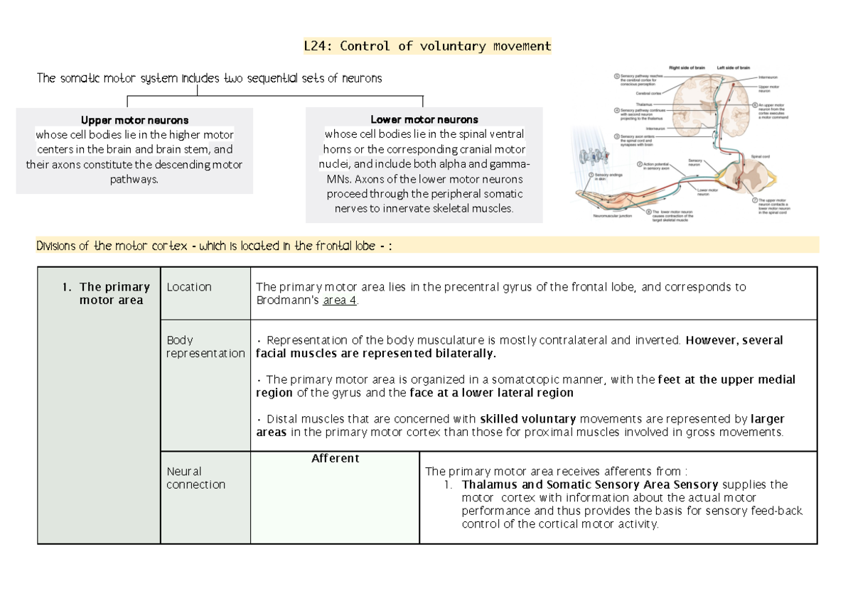 Control of voluntary movement - Body representation Representation of ...