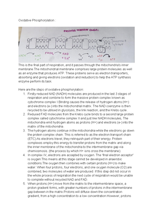 Glycolysis, Link cycle reaction and the krebs cycle - Glycolysis: Is ...