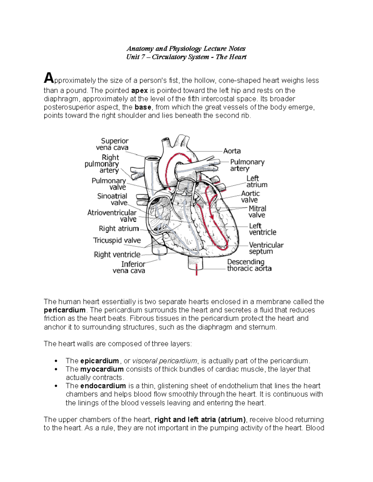 Anatomy PHYS 101 Heart & Circulatory System Lecture Notes - Studocu