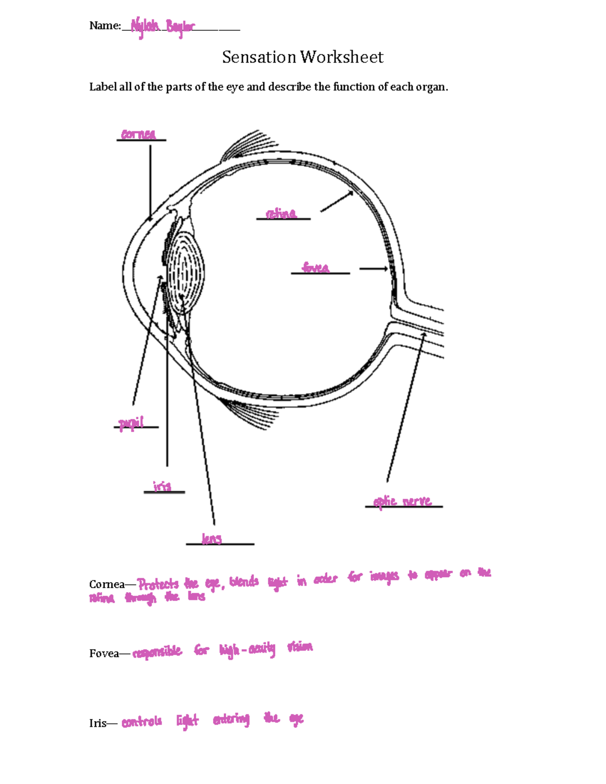 Eye Sensation Worksheet: Label & Describe Functions of Visual Parts ...