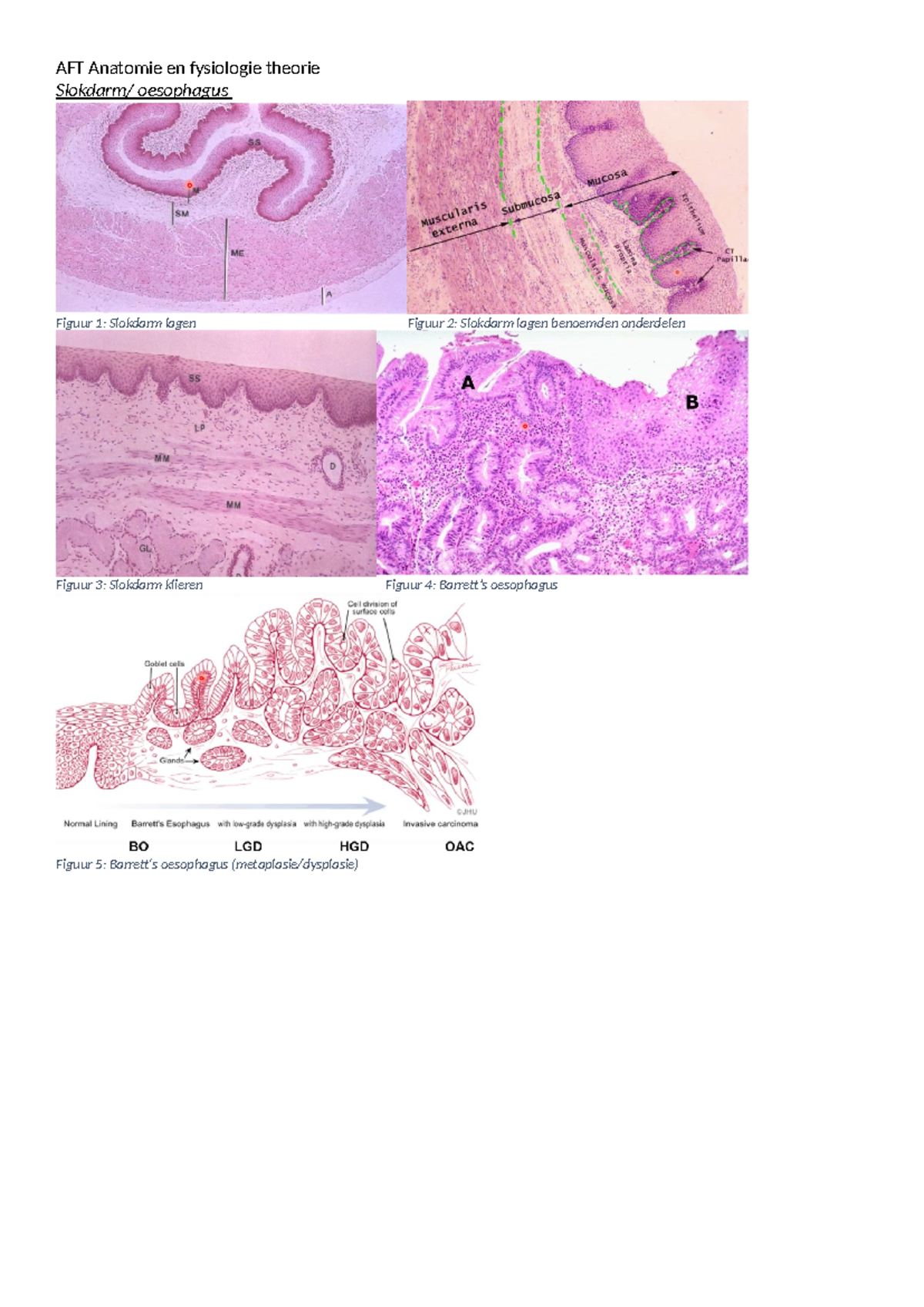 AFT figuren toets - AFT Anatomie en fysiologie theorie Slokdarm ...