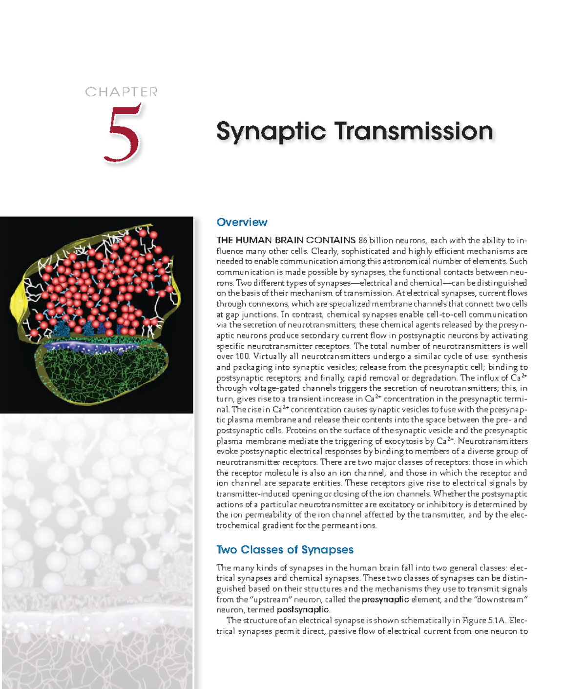 Purves Neuroscience 6th Ed: Chapter 5 - Synaptic Transmission Insights ...