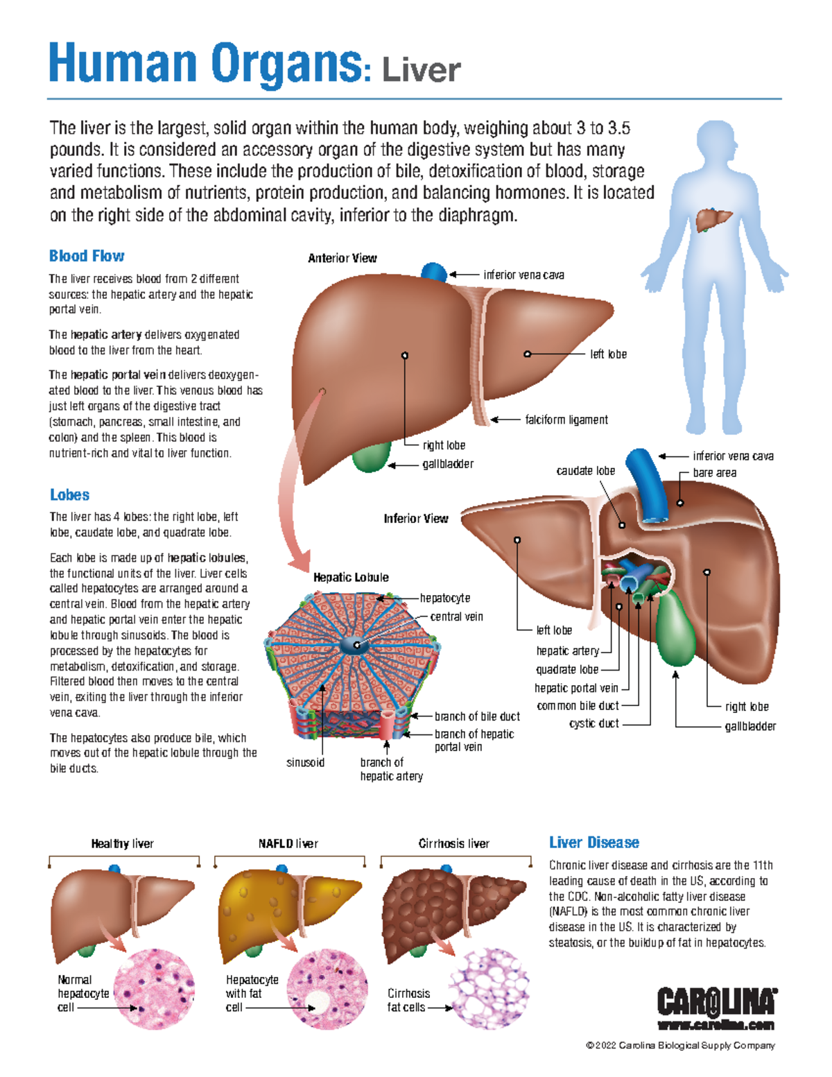 Liver Anatomy and Function: Detailed Overview for Bio 101 - Studocu, image size:1200x1553