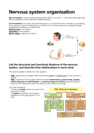 Neural pathways - lecture notes - Learning objectives 1 - what is a ...