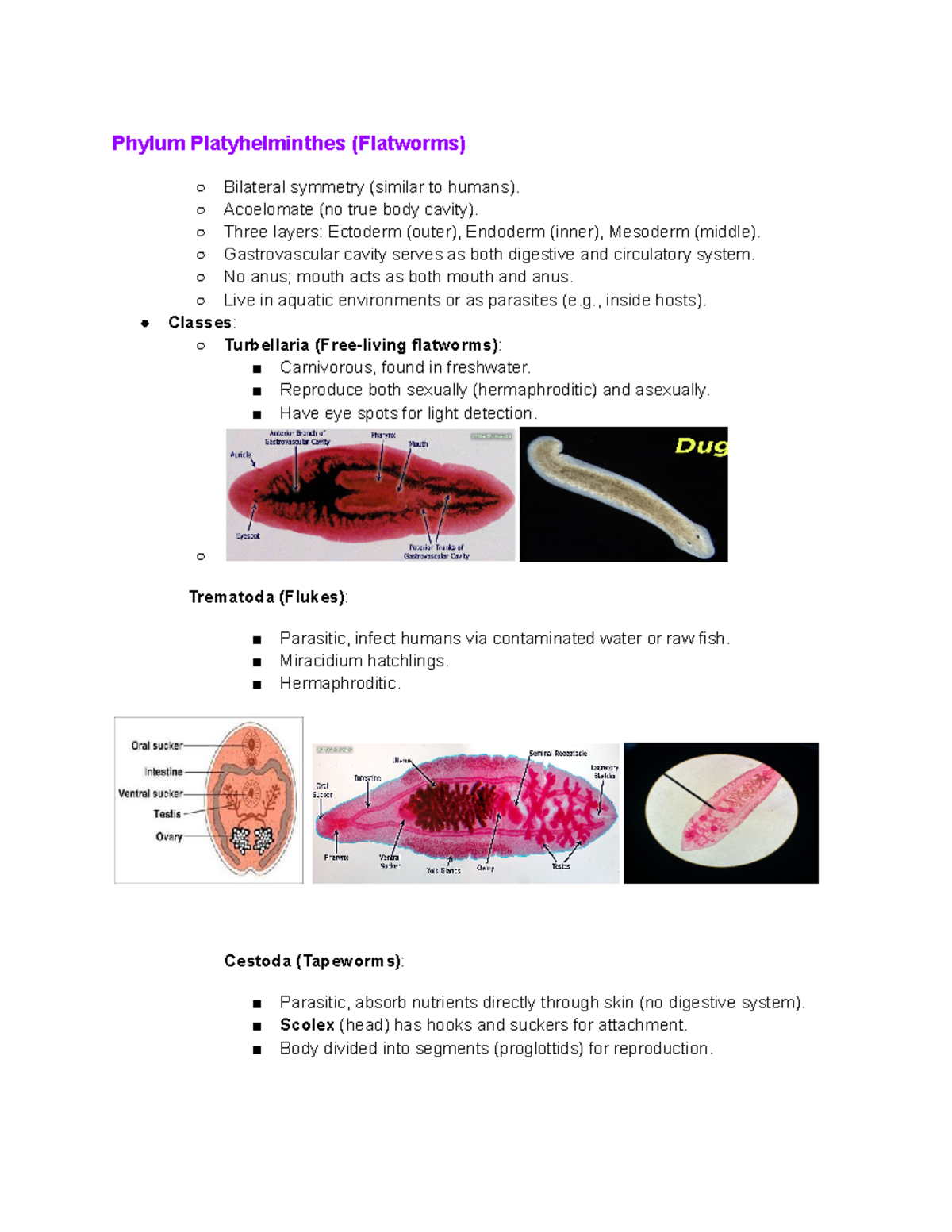 W Key points Review - BIO 1016 Lab - Phylum Platyhelminthes (Flatworms ...