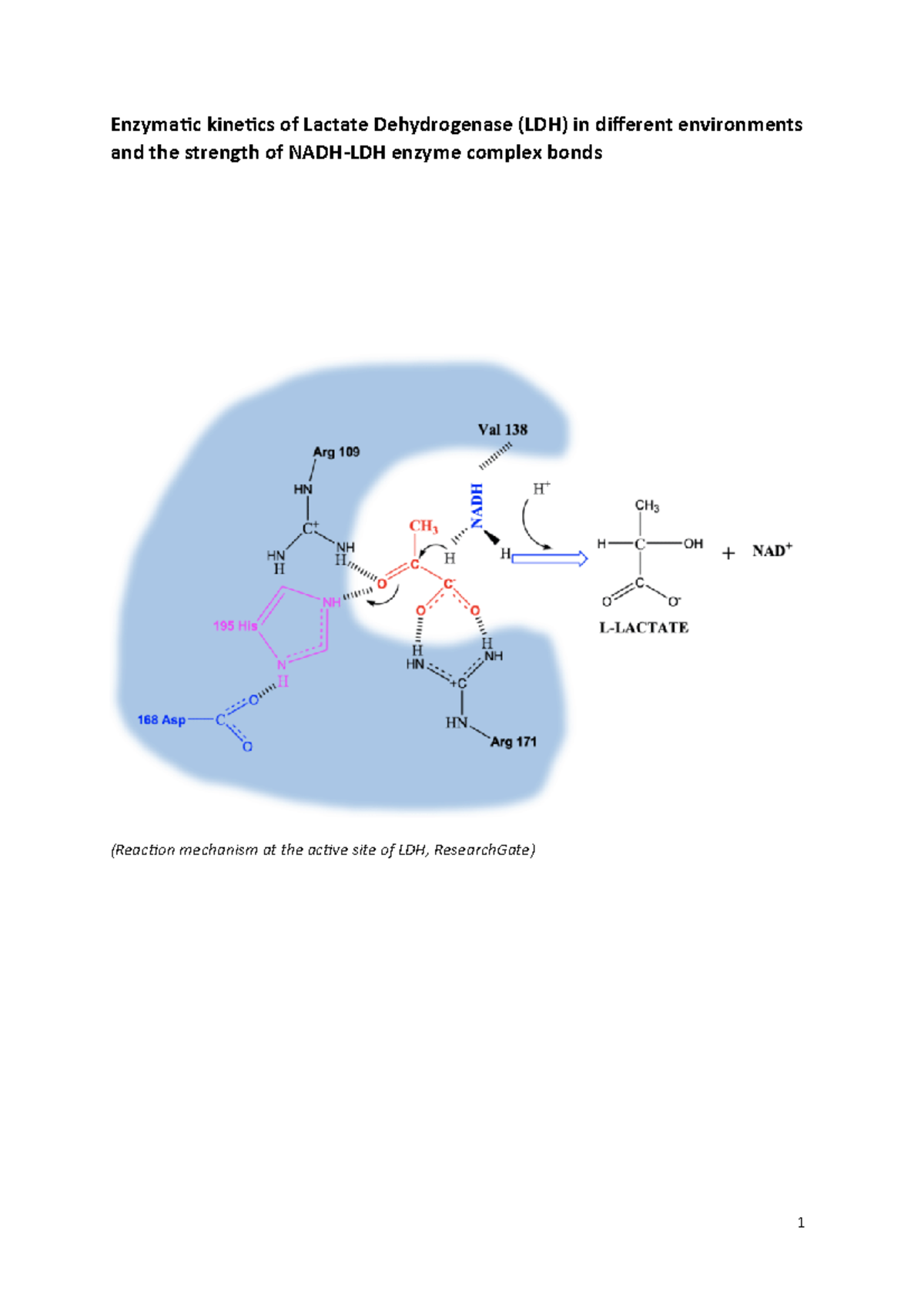 Enzymatic Kinetics of LDH1&2: Investigating NADH Complex Strength ...