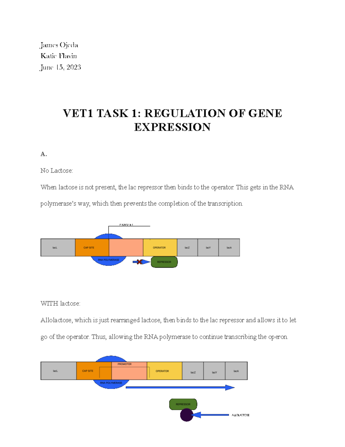 VET1 TASK 1: Regulation of Gene Expression in Biology Principles - Studocu