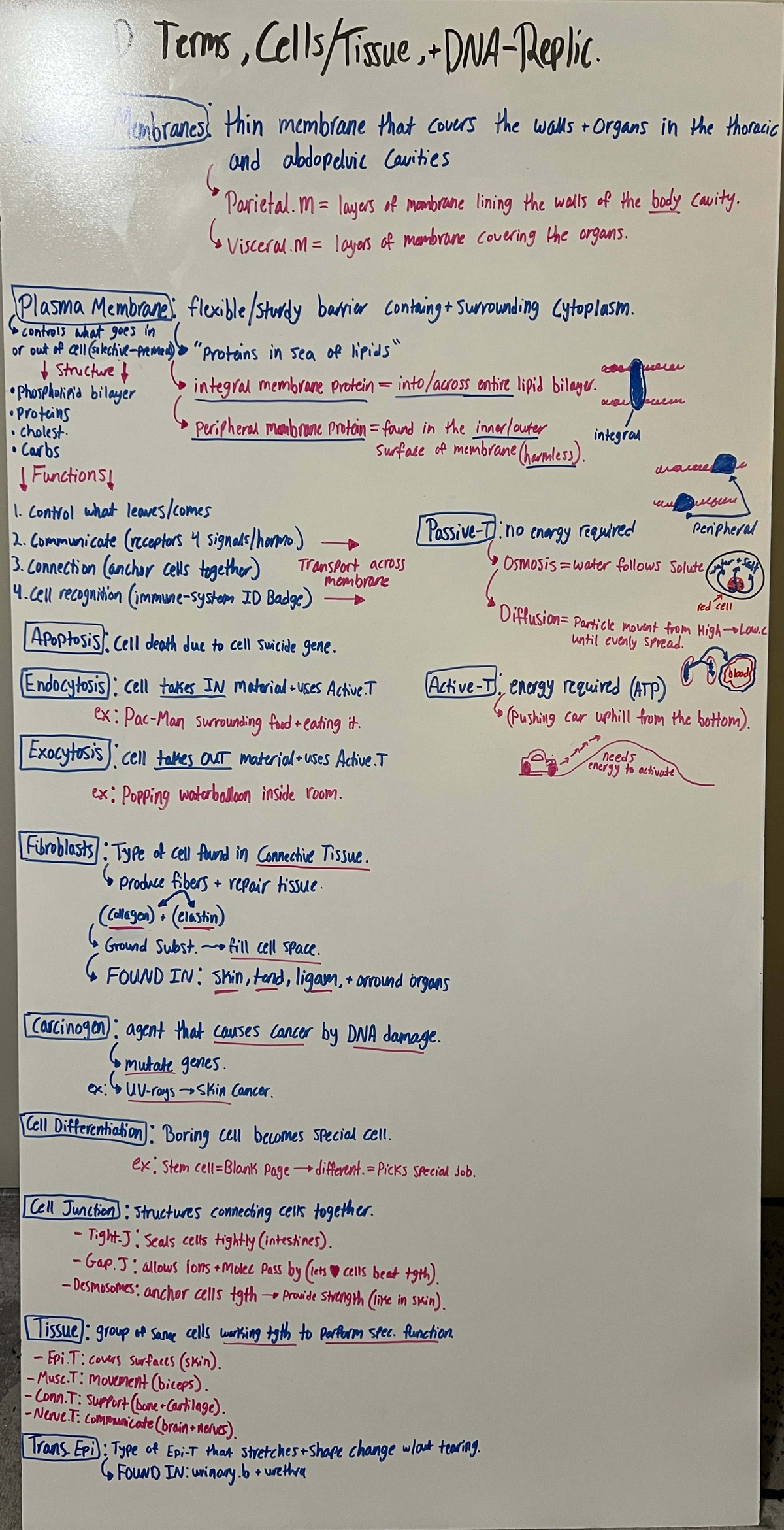 Exam Review for ABC123: Membranes, Cells, and Tissue Functions - Studocu