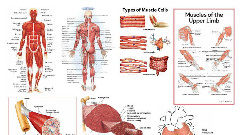 Anatomy of Muscles: Anaphy-Musco Notes (NASS) - Studocu