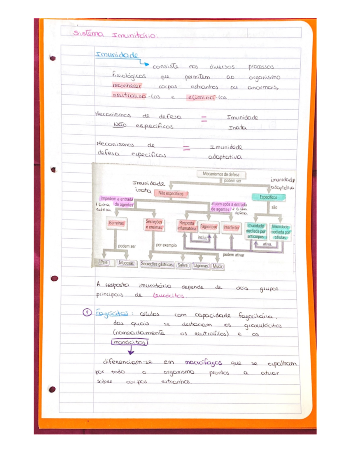 Resumo do Sistema Imunitário - Biologia 12º Ano - Estudo Completo - Document Preview