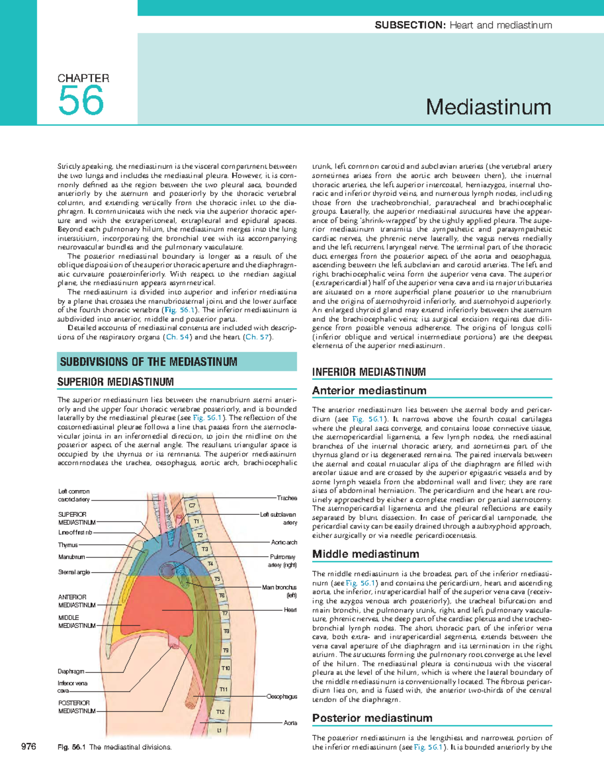 Mediastinum Anatomy Overview - Chapter 56 Insights - Studocu