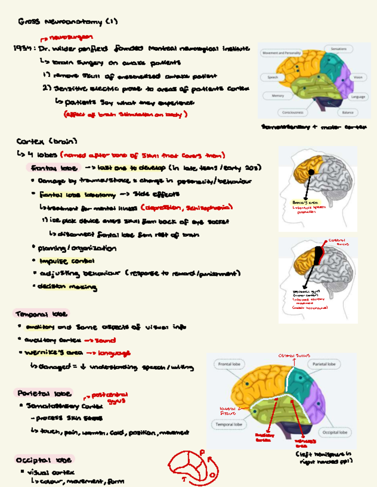 NEUR 355 Lecture Notes: Gross Neuroanatomy Insights and Concepts - Studocu