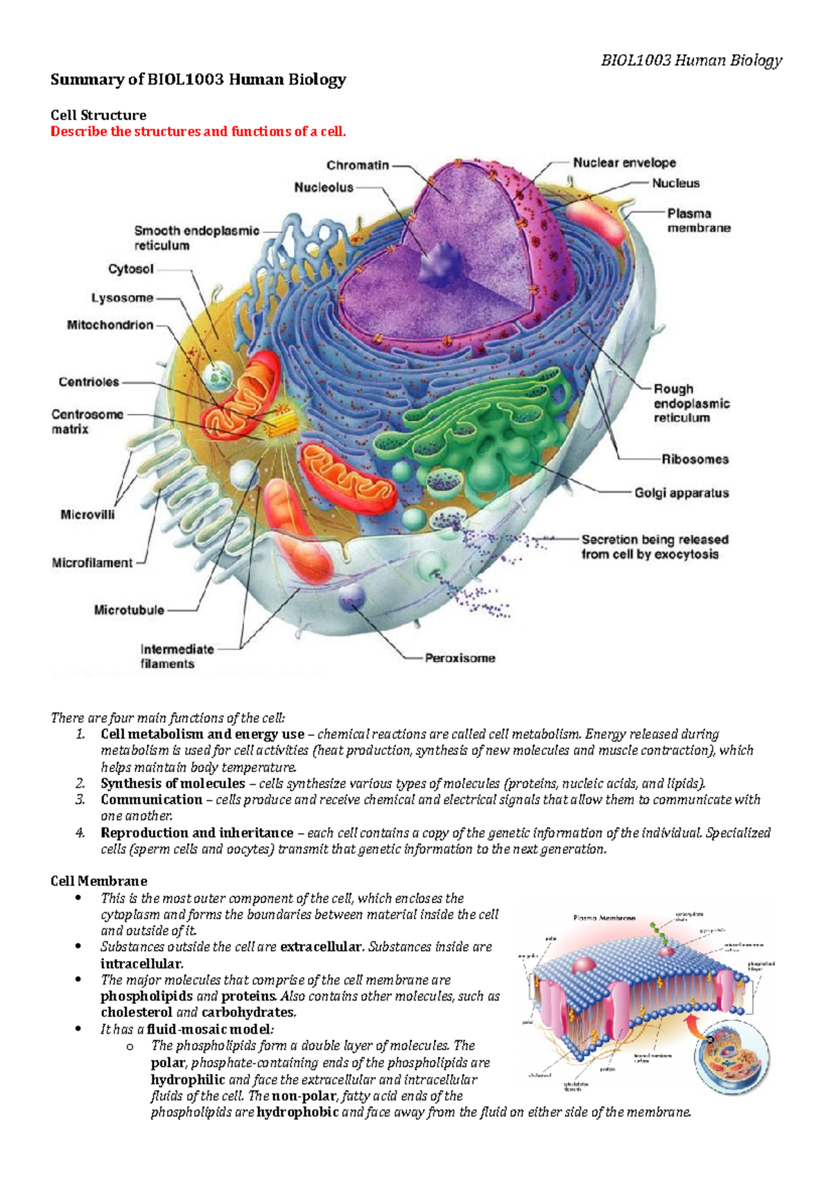 BIOL1003 Final Exam Study Notes: Key Concepts in Cell Structure - Studocu