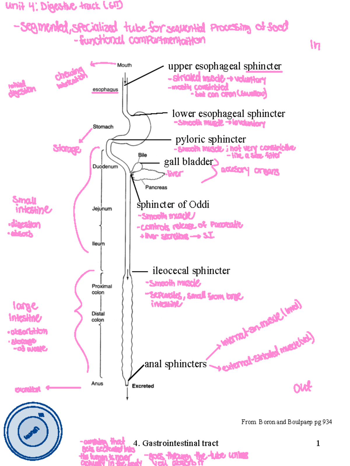 4. GIT - Digestion Notes (615) on Gastrointestinal Tract Functions ...