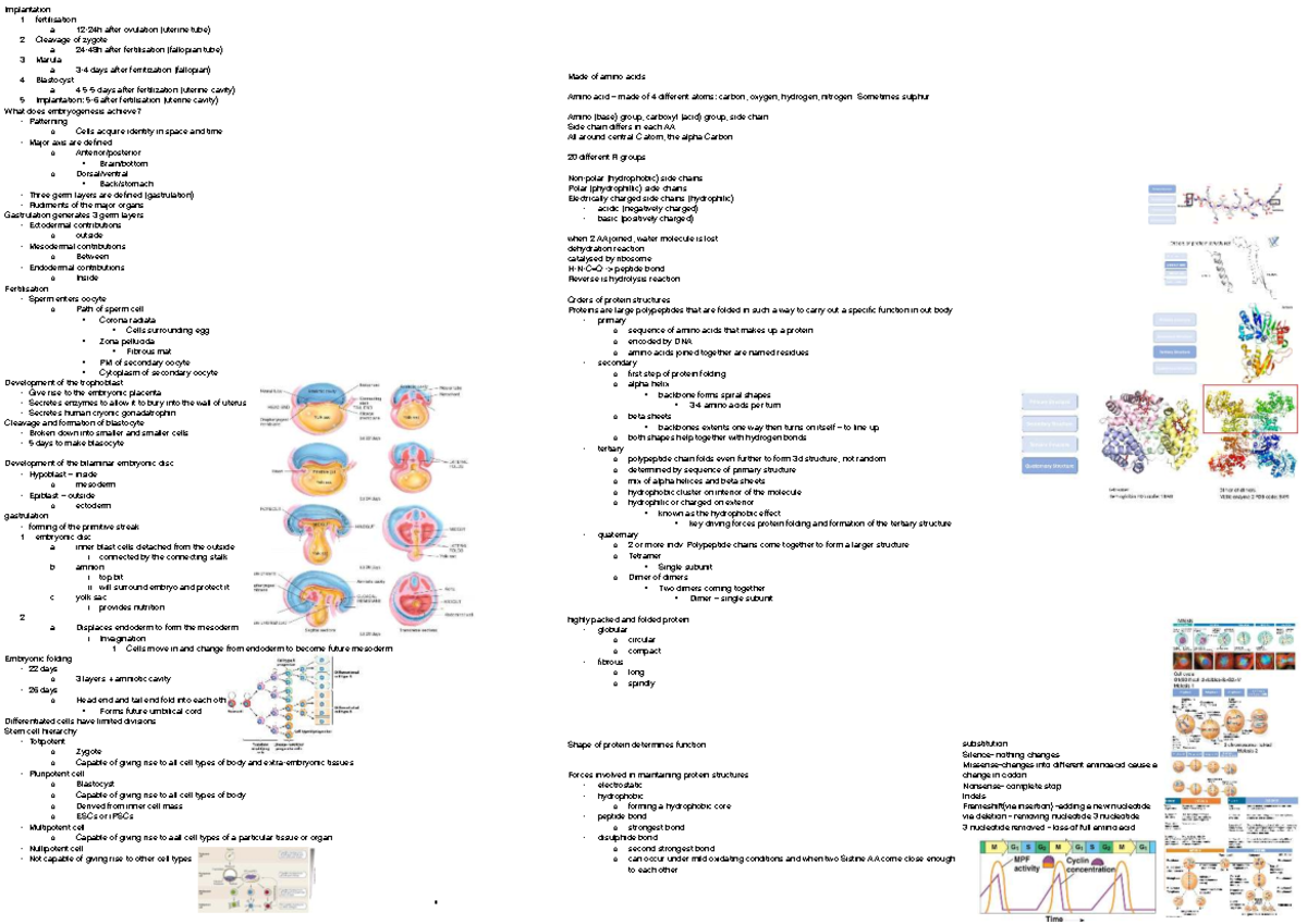 Biosci 107 - Embryogenesis and Protein Structure Overview Cheat Sheet ...