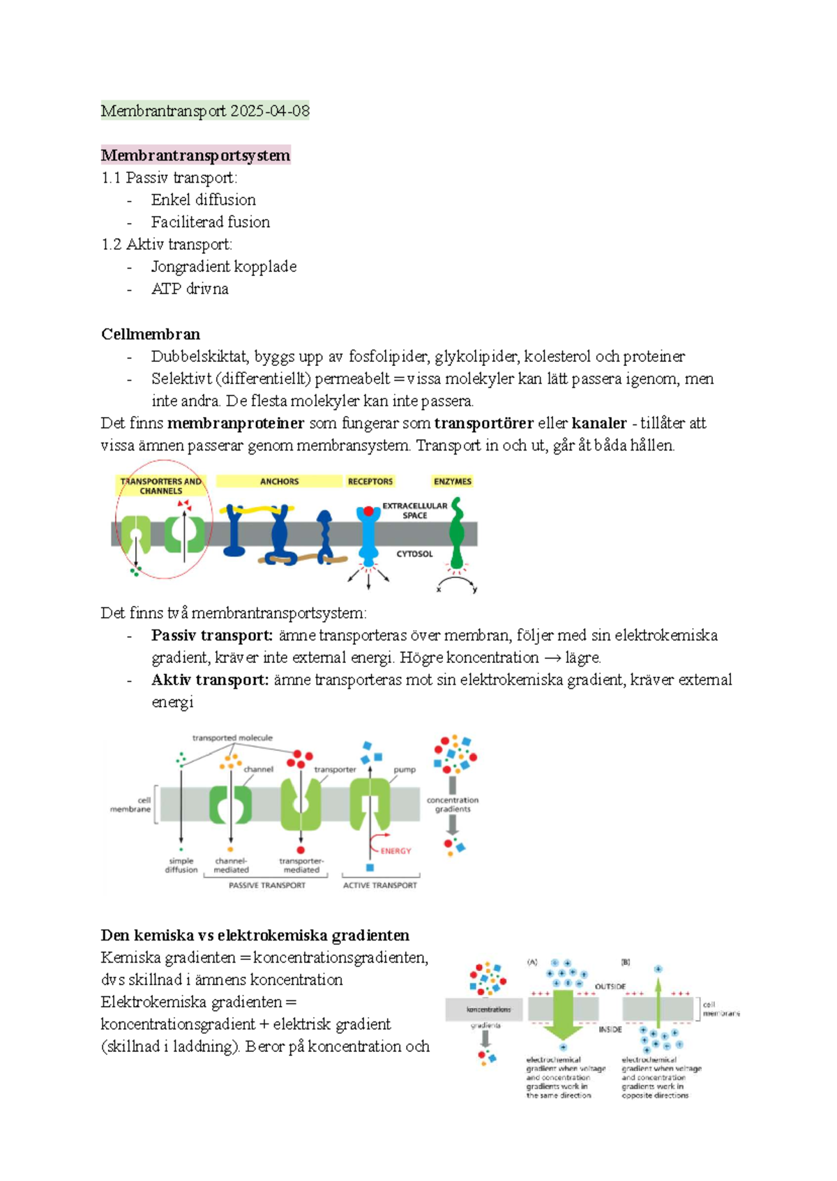 Membrantransport och transportsystem: Passiv och aktiv transport 2025 ...