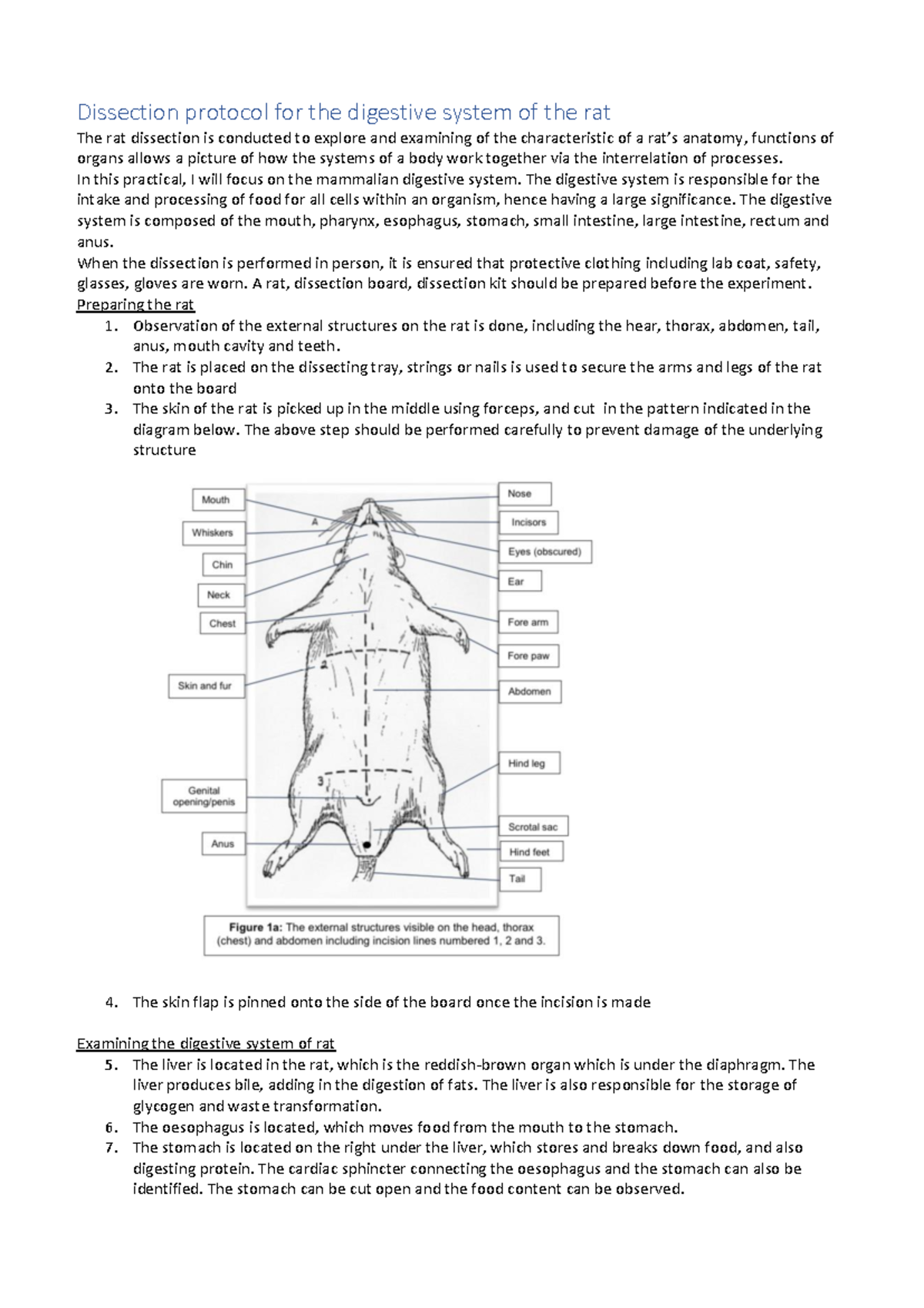 Rat dissection protocol (digestive system) - Warning: TT: undefined ...