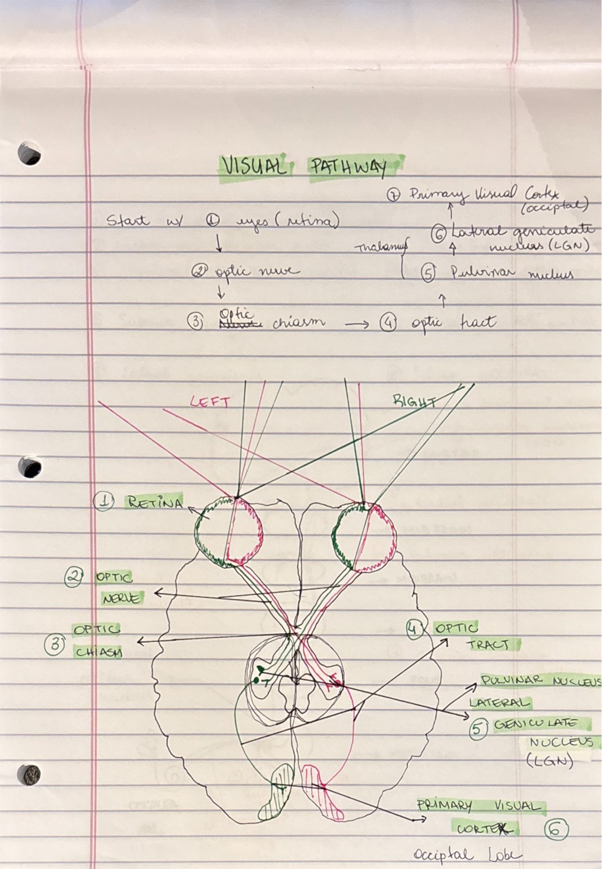 Visual Pathway Diagram: Overview of the Visual Processing System - Studocu