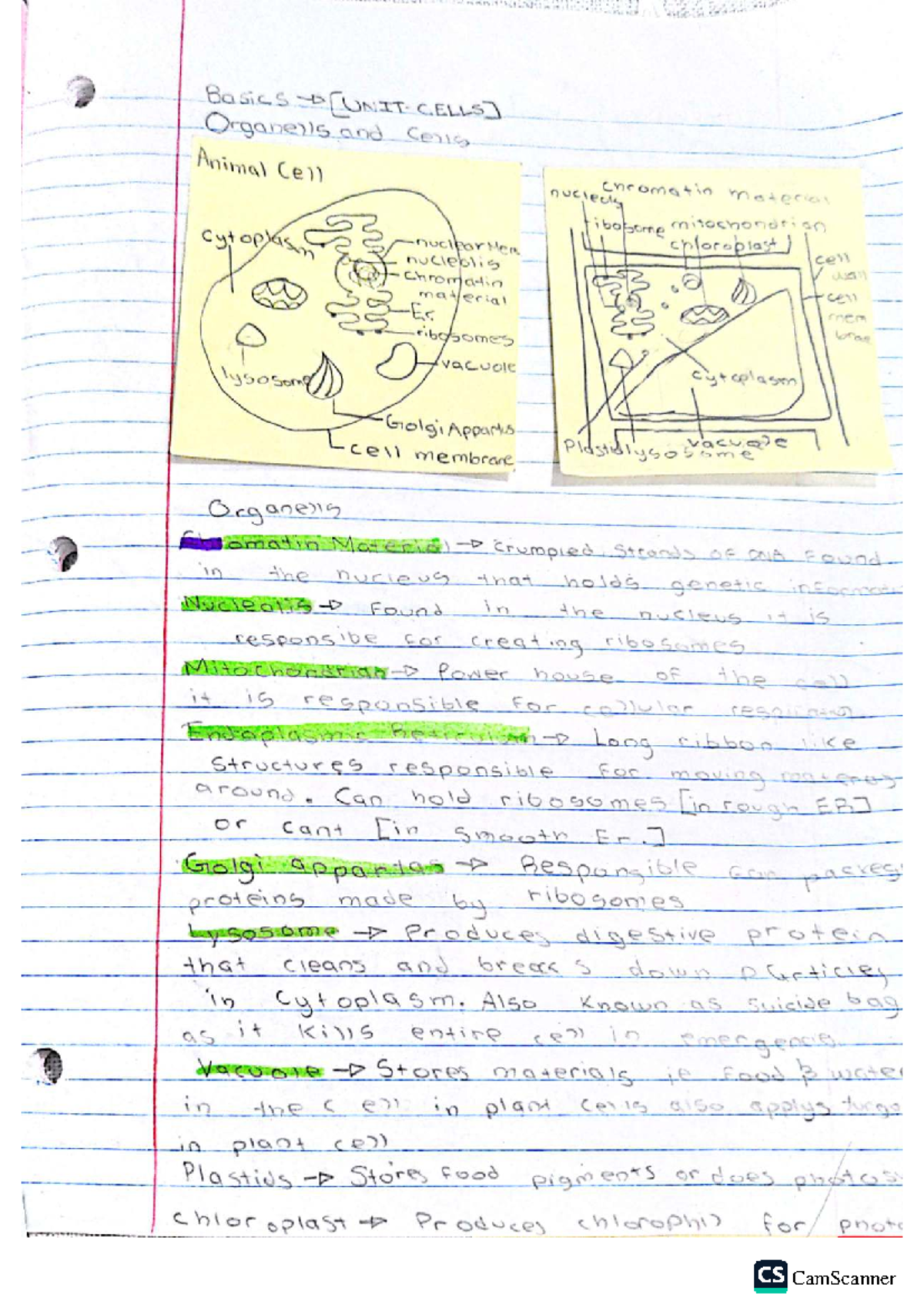 Biology 101: Cell Structure and Function Overview - Studocu