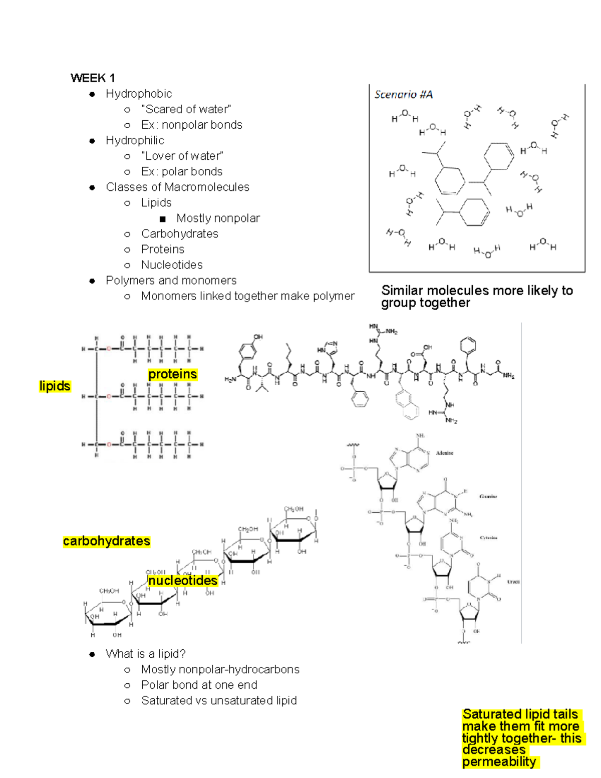 BIO 200 - Comprehensive Exam Notes on Macromolecules & Enzymes - Studocu