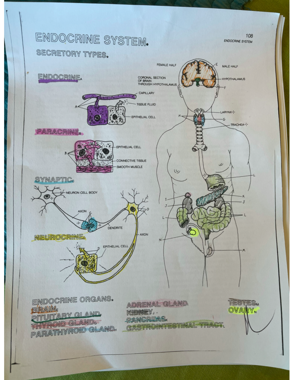 Endocrine and Cardiovascular Systems - Classwork Notes - Studocu