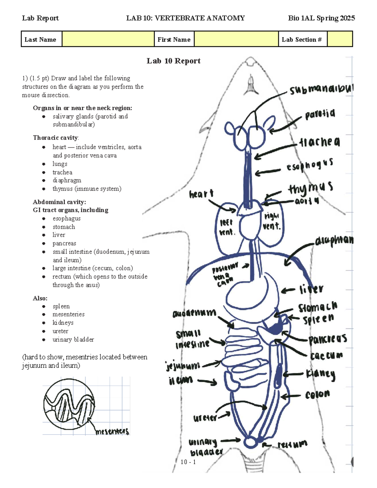 Lab 10: Vertebrate Anatomy Report - Bio 1AL Spring 2025 - Studocu