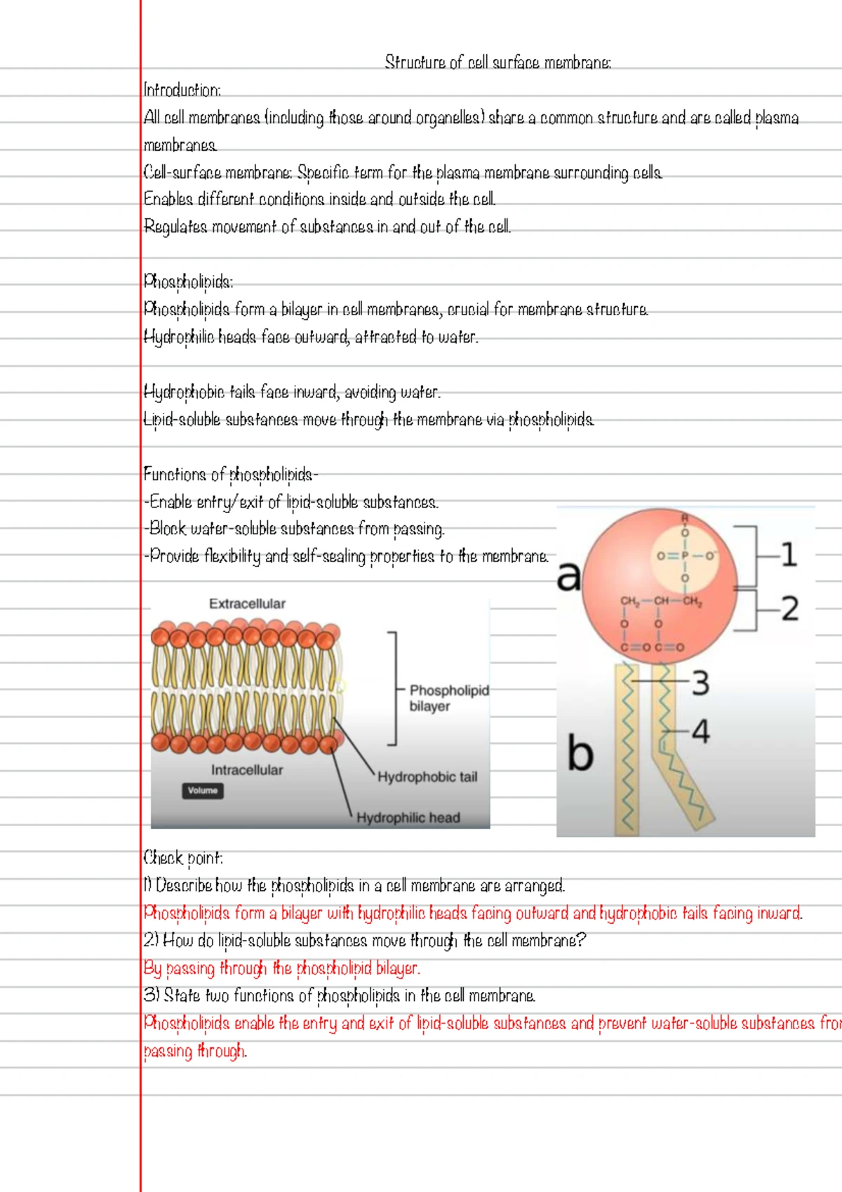 A-Level Bio: Detailed Notes on Osmosis and Cell Membranes - Studocu