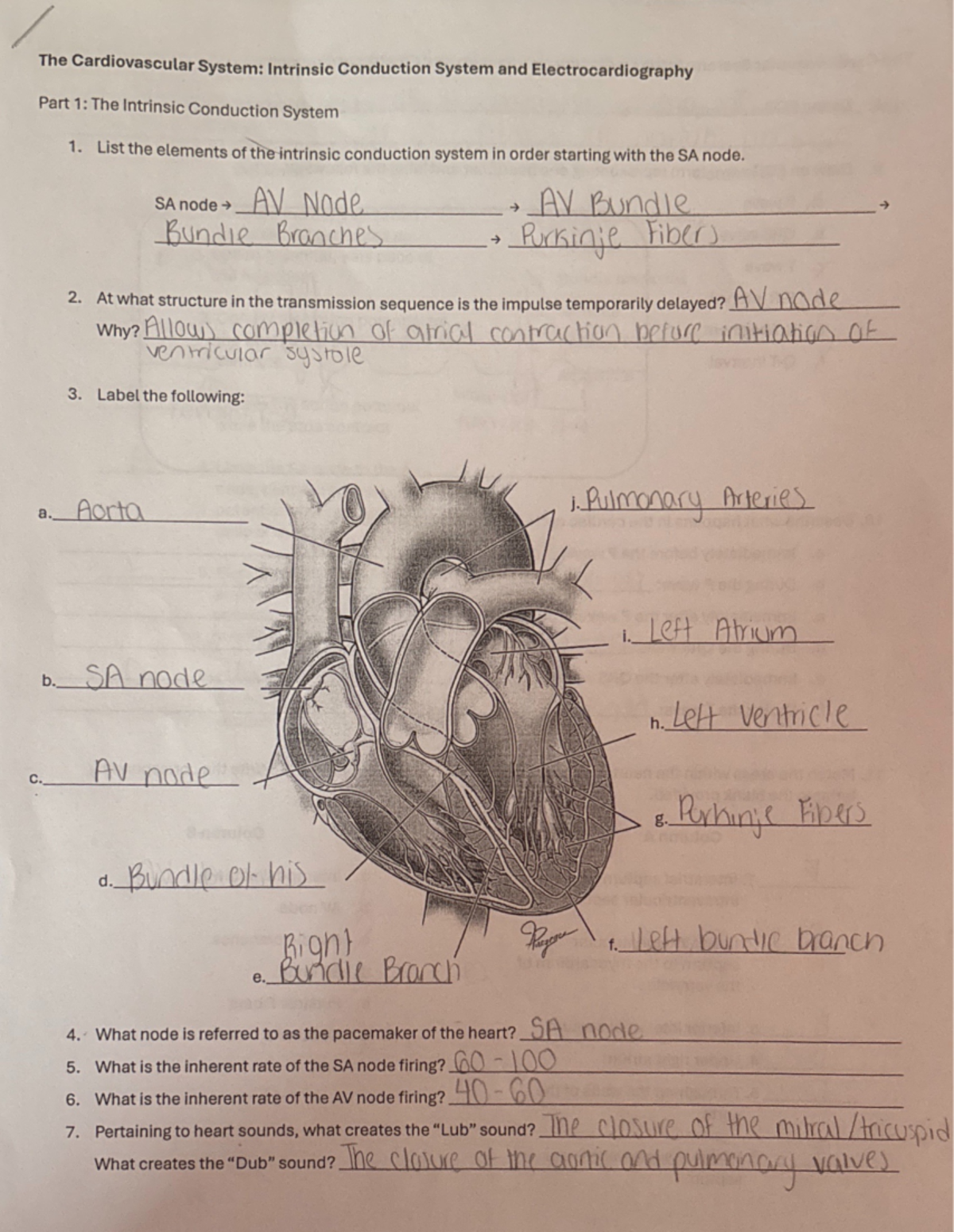 Annotated Notes on Intrinsic Conduction System & ECG (Bio 101) - Studocu