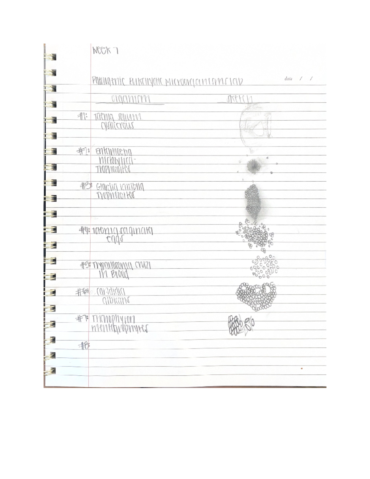 Pathogenic Eukaryotic Microorganisms Lab week 7 Pathogenic date