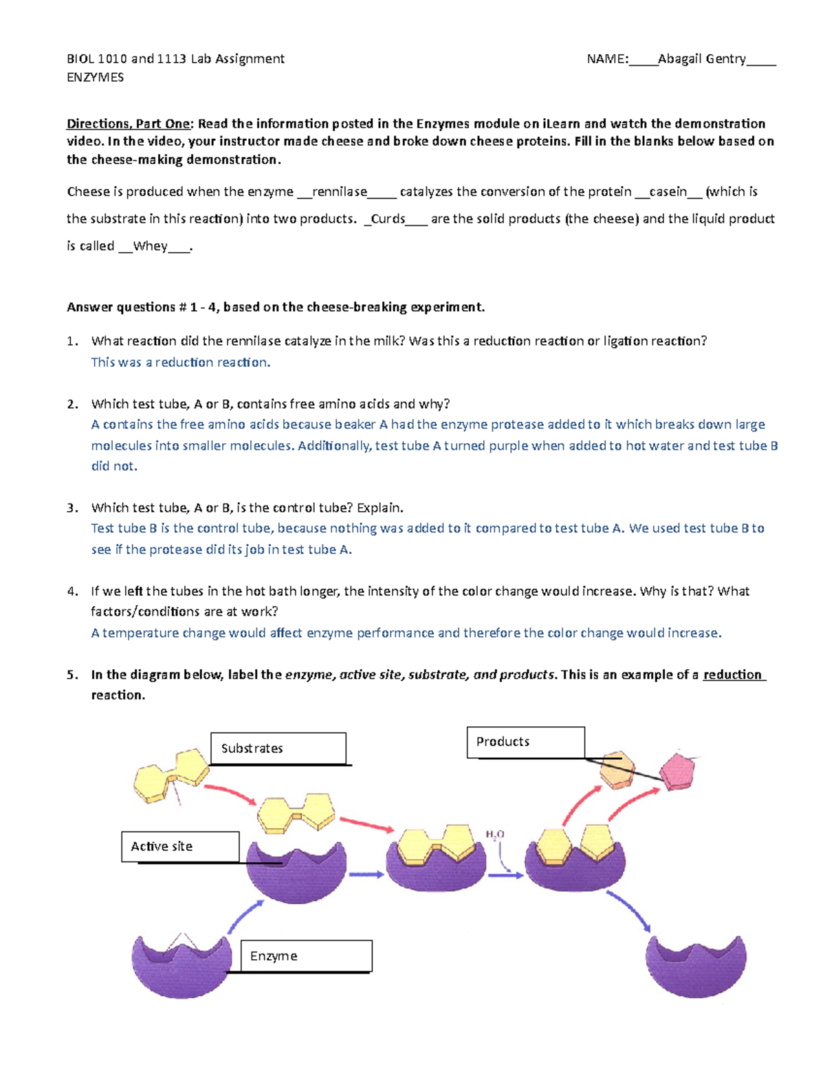 BIOL 1010/1113 Lab 6: Enzyme Functions & Catalase Experiment Report ...