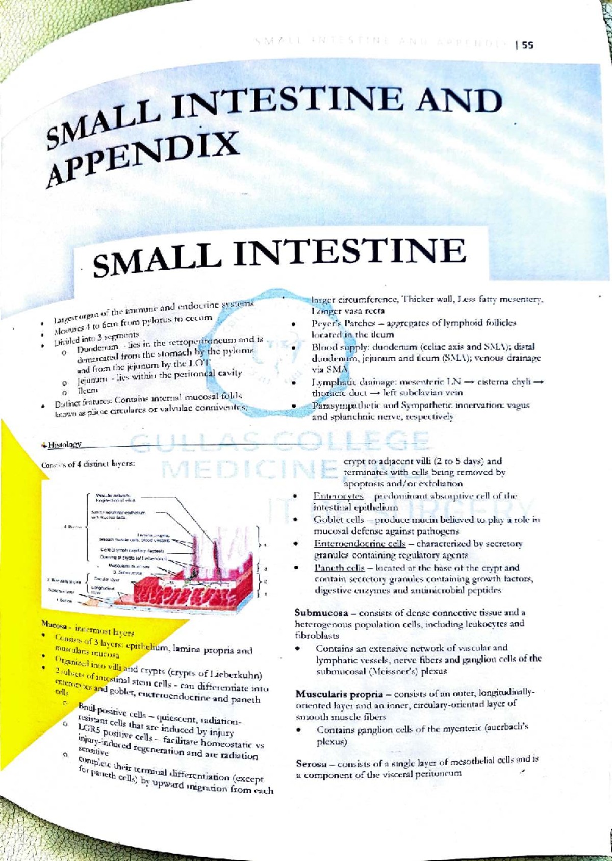 Surgery WB - Small Intestine & Appendix Overview and Key Concepts - Studocu