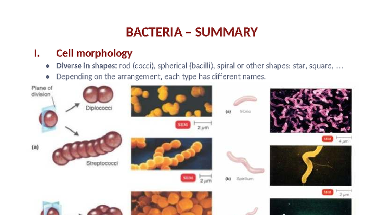 Bacteria Summary: Cellular Structure & Function Overview (BIO 101 ...