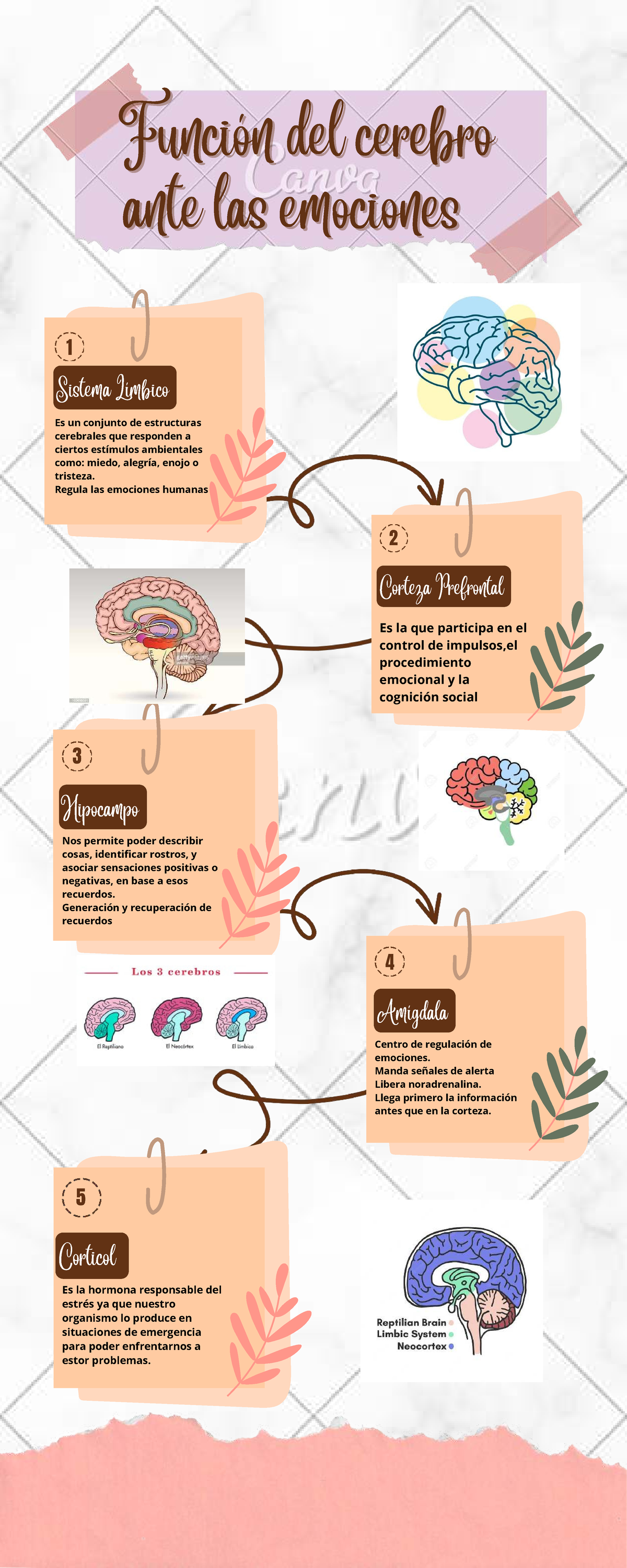 Infografía sobre el Sistema Límbico y las Emociones en el Cerebro - Studocu