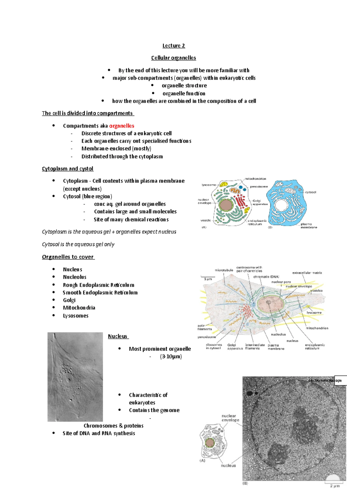 Chapter 12 Mitosis Study Guide - Key roles of Cell Division ...