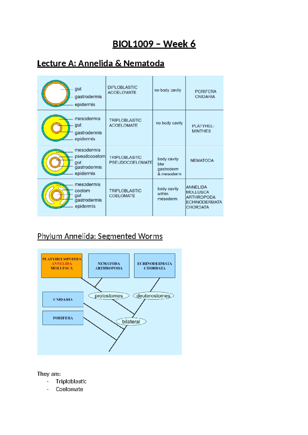 BIOL1009 - W6 Notes - BIOL1009 – Week 6 Lecture A: Annelida & Nematoda ...